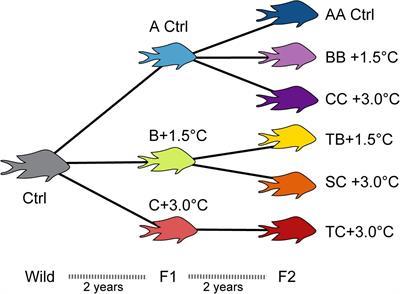 Molecular Response of the Brain to Cross-Generational Warming in a Coral Reef Fish